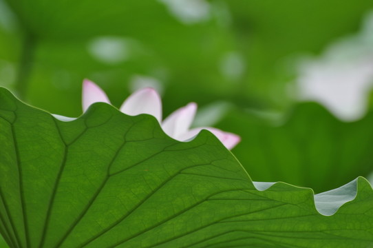 荷花