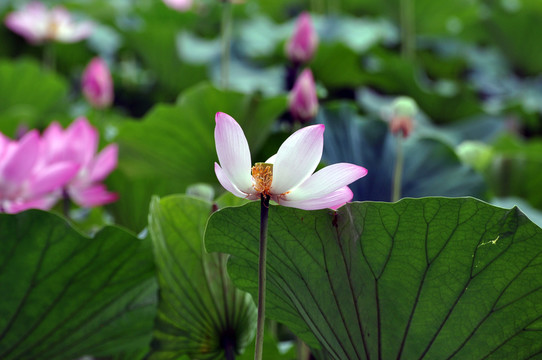 荷花