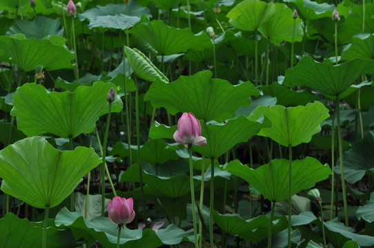 荷花
