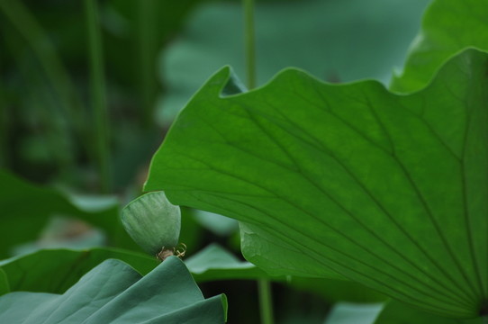 荷葉