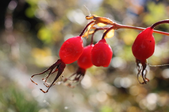 刺毛果 紅果 刺梅 果 野果