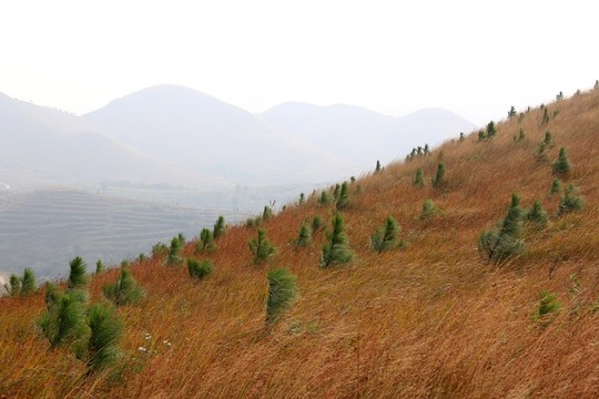 龍王尖風景