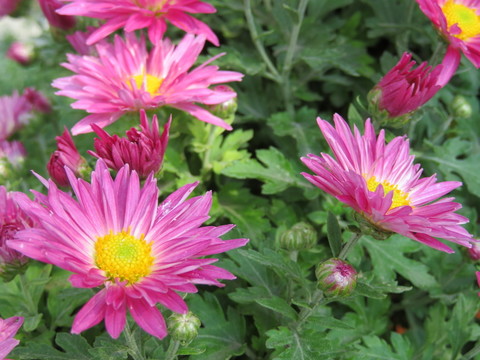 菊花