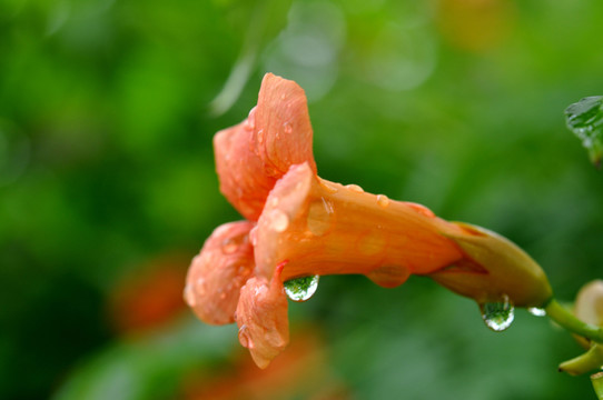 凌霄花