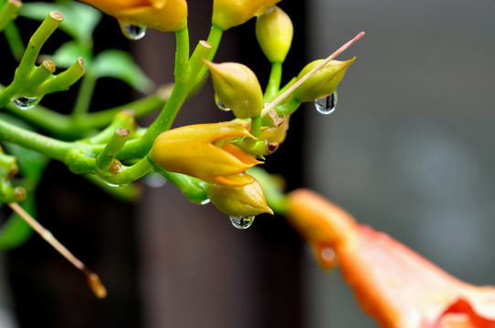 凌霄花