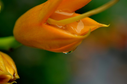 凌霄花