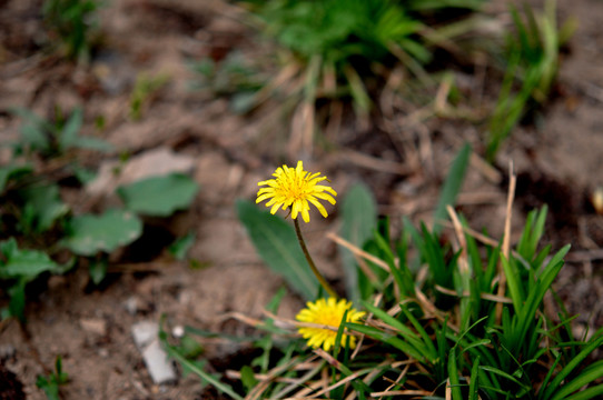 蒲公英小黃花