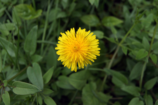 蒲公英小黃花