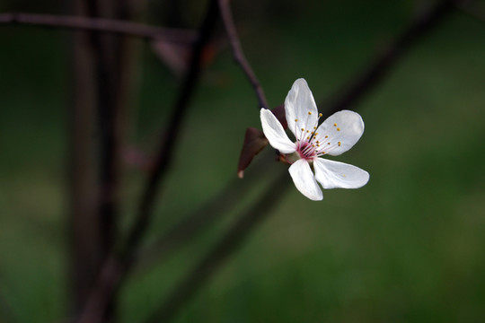 桃花