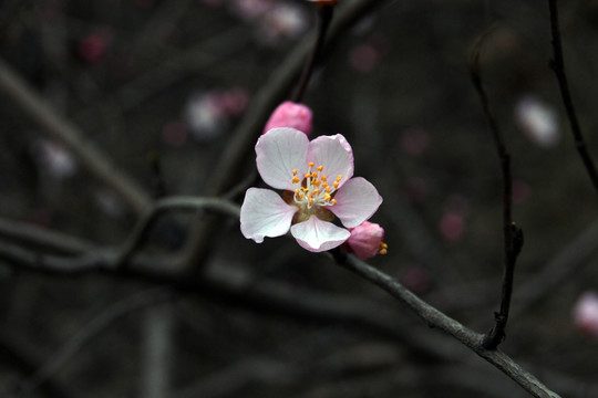 桃花
