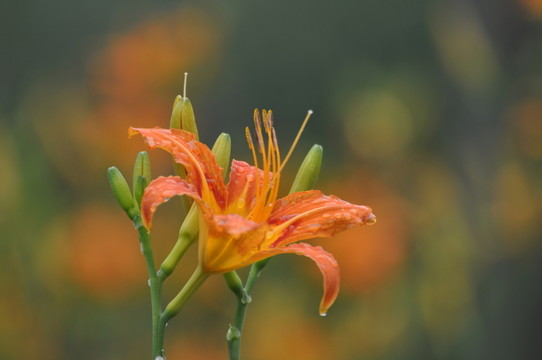 萱草