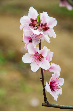 桃花9