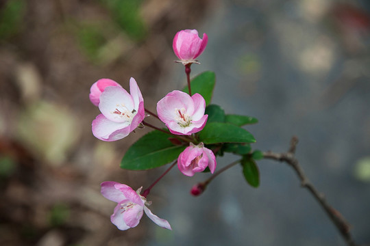 海棠花
