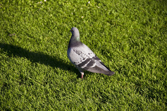 公園的鳥
