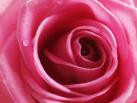 花卉