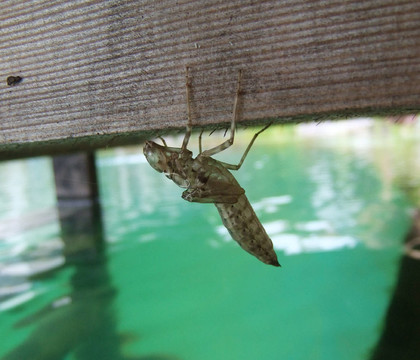 蜻蜓幼蟲對浮橋