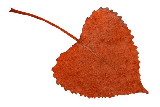 火紅紅葉