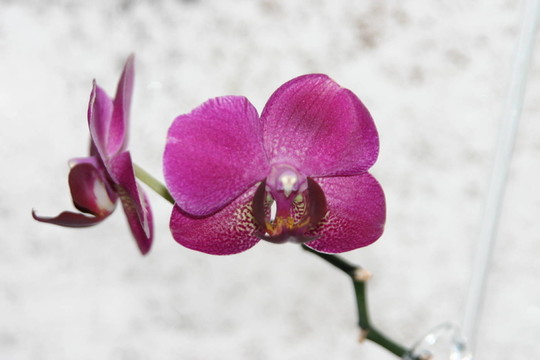 eisblumen