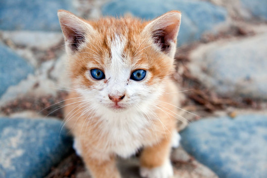 katzenbaby