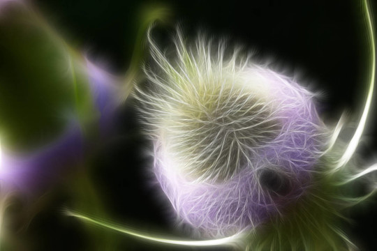薊