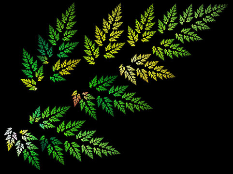 fractal fern