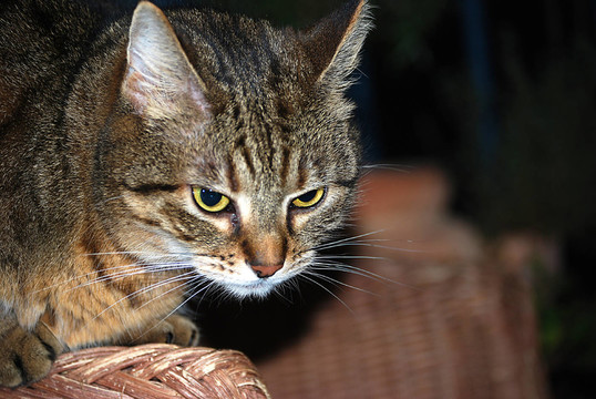 katzenportrait