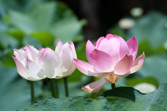 花卉