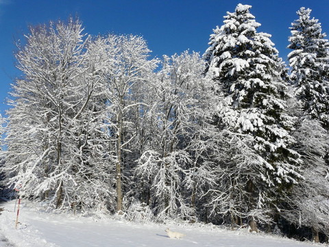 雪