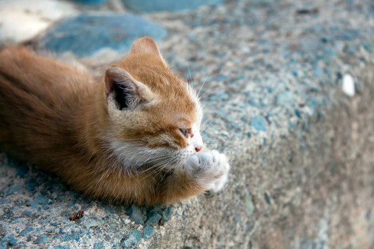 katzenbaby