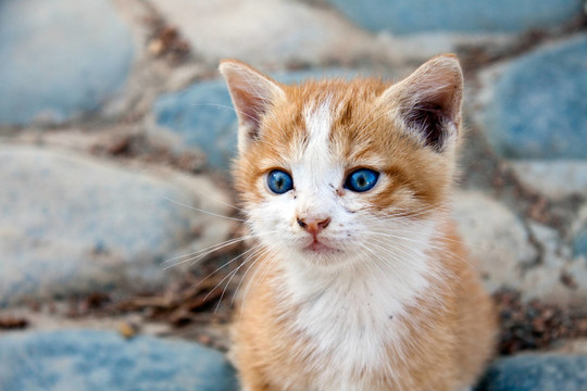 katzenbaby