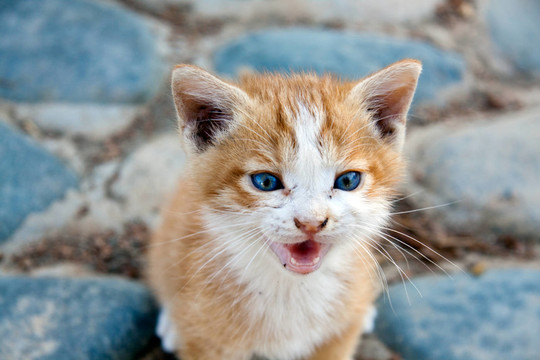 katzenbaby