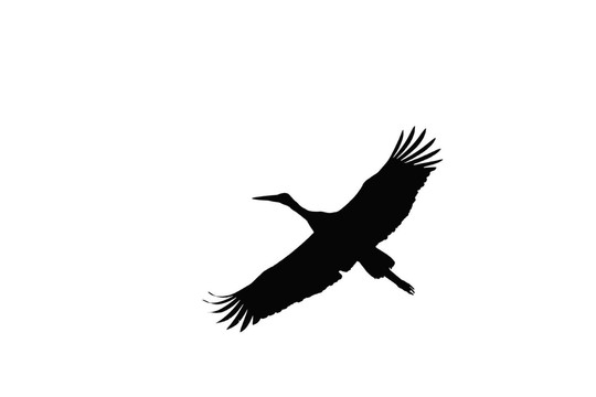 鸛