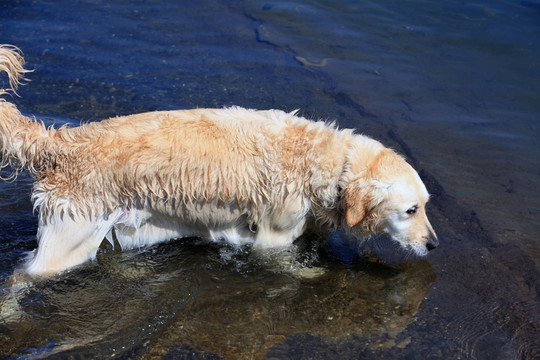 拉布拉多獵犬8