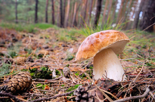 CEP - CEP 33