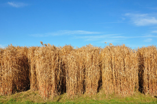 芒（Miscanthus）
