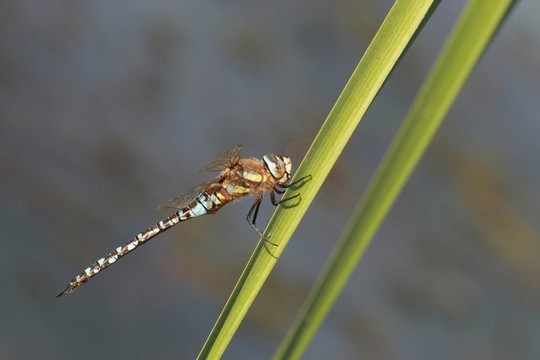流動小販