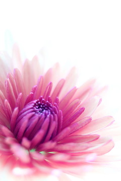 開花