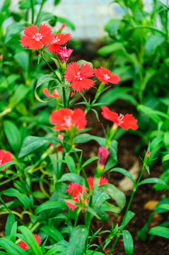 石竹花