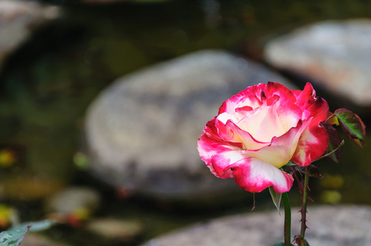 月季花