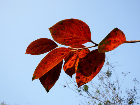 紅葉