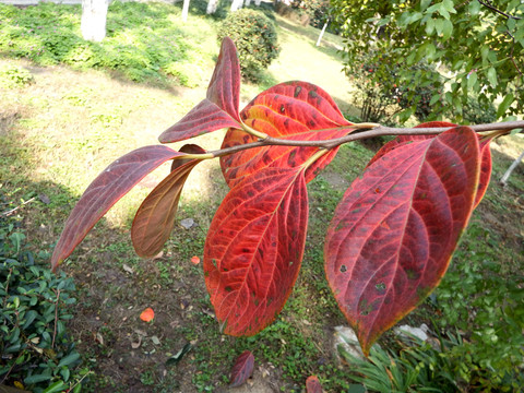 紅葉