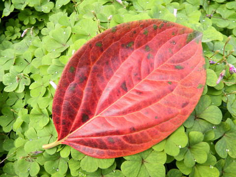 紅葉