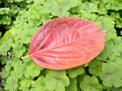 紅葉