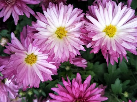 菊花
