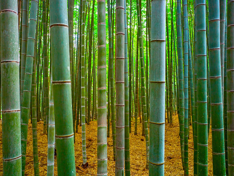 竹林