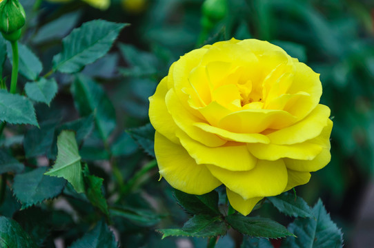 月季花