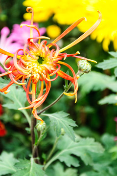 菊花