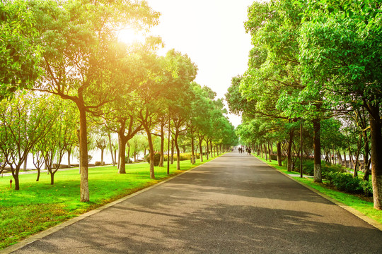 林蔭路