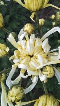 皺菊
