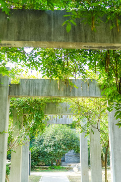 藤蔓 紫藤 藤架 紫色 藤條